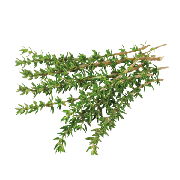 Thyme