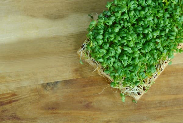 Garden cress