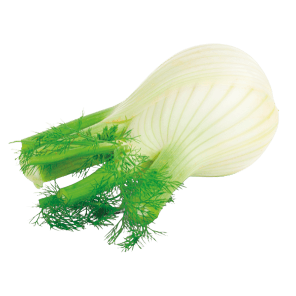 Fenchel