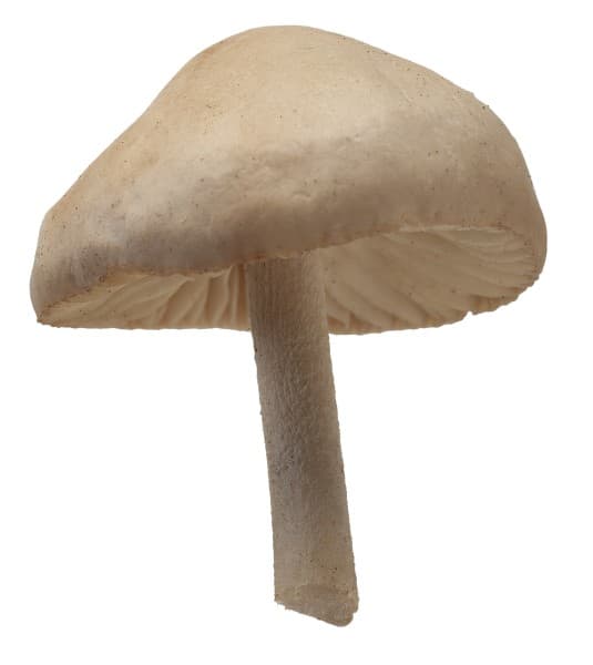 Wiesenringelpilz