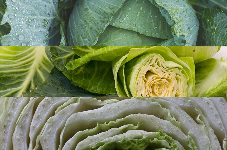 Chinese kool, witte kool en spitskool. Wat is het verschil? Veggipedia