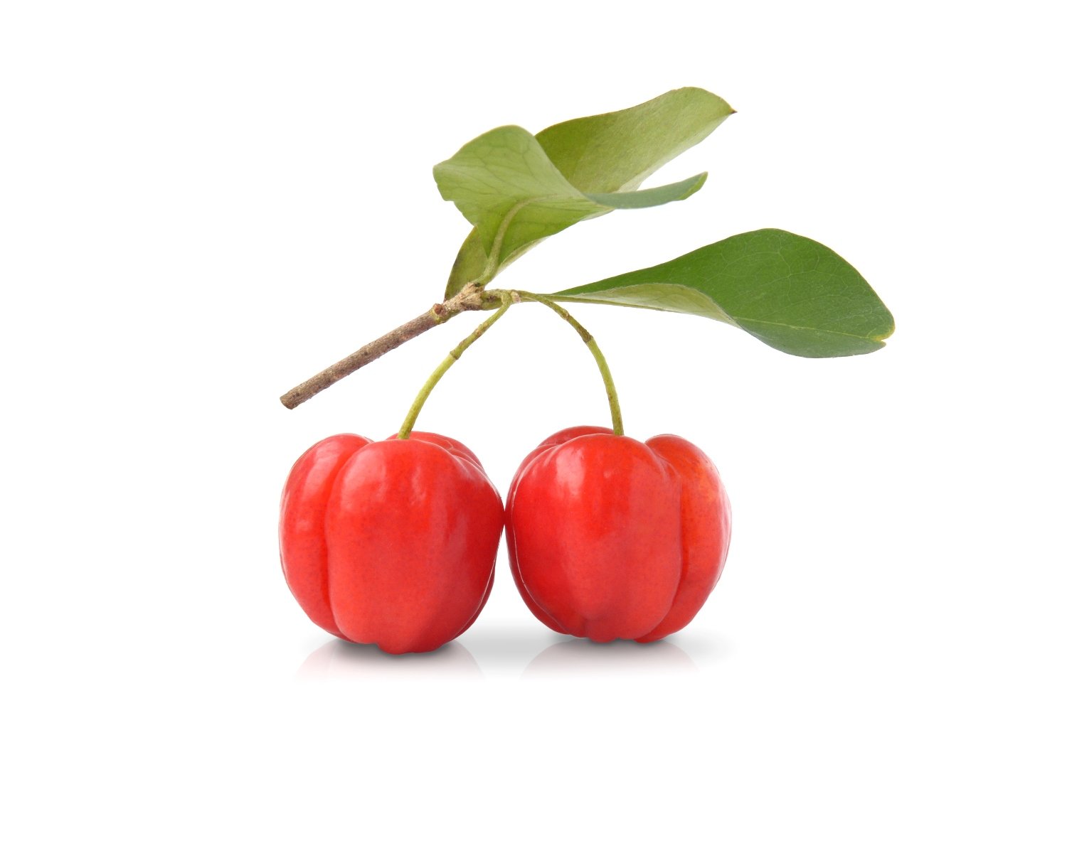 Acerola Veggipedia